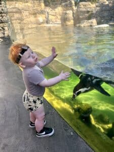 Photo of a toddler with short red hair looking at a penguin in green water. The toddler is wearing a black headband with hearing technology around his head. He is wearing a beige t-shirt and beige and black patterned shorts with black sneakers.