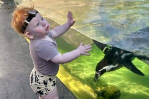 Photo of a toddler with short red hair looking at a penguin in green water. The toddler is wearing a black headband with hearing technology around his head. He is wearing a beige t-shirt and beige and black patterned shorts with black sneakers.